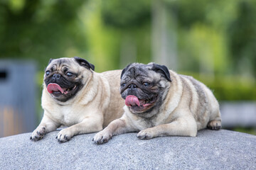 Obraz premium Pug poses for a photo in the park