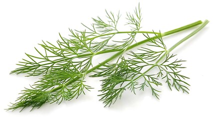 Fototapeta premium Fresh green dill twig isolated on white background