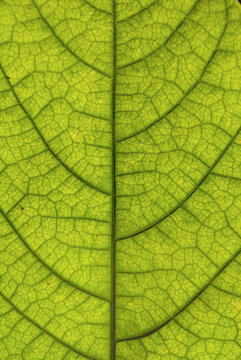 hoja detalle macro venas