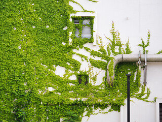 建物の外壁を覆う蔦