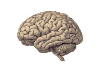 Detailed illustration of a human brain