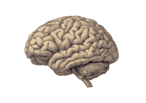Detailed illustration of a human brain