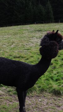 Vertical screen elegant black alpaca with fluffy head and trimmed body stands on green pasture against forest background creating a calm countryside scene full of natural charm and rural beauty