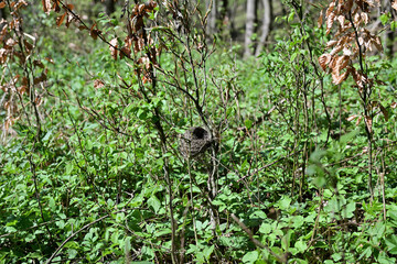 Bird's nest made of straw and branches