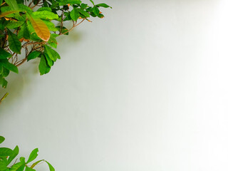 Green leafy plant branches extending from the left side against a plain white wall, creating a...