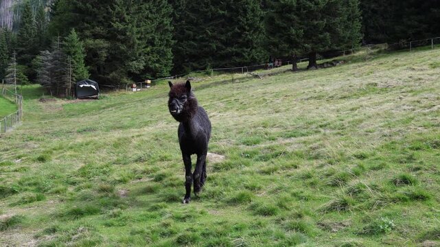 Dark alpaca with freshly trimmed wool stands on a grassy hillside in front of a dense forest looking directly at the camera creating a rustic countryside atmosphere of farm life and nature