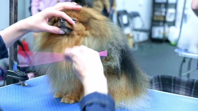 A woman's hand combs a tricolor pomeranian on a grooming table with a combA woman's hand combs a tricolor pomeranian on a grooming table with a comb