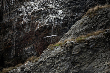 Group of pelicans perched on a rugged cliff with white markings, with one bird flying below. Photographed at Cape Falcon, Oregon Coast near Pacific Ocean. Wildlife birdwatching dramatic scenery