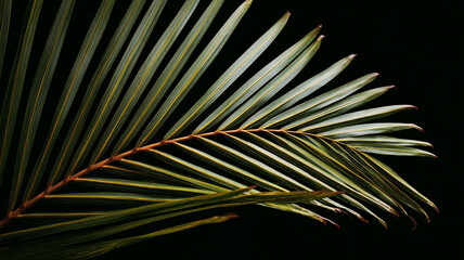 A branch of a green palm branch on a black background.