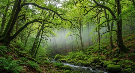 Obraz premium Mossy Trees and Stream in Misty Green Forest