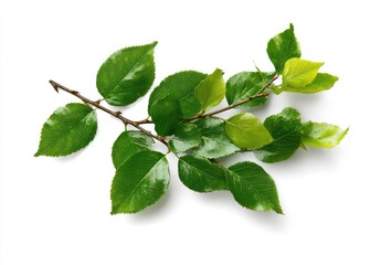 Obraz premium Fresh green branch with leaves against white