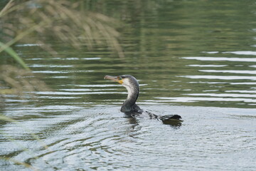 川を泳ぐカワウ
