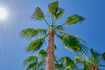 The tops of palm trees against the blue sky illuminated by the rays of the sun