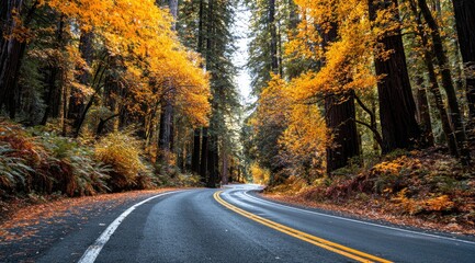 Fototapeta premium Winding road through a vibrant autumn forest. Golden leaves blanket the towering redwood trees lining a two-lane paved road that curves into the distance