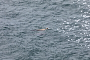 Fototapeta premium A sea lion swims near the surface while chasing a black seabird across the Pacific Ocean. Unique marine predator behavior captured near Cape Falcon on the Oregon Coast USA. Wildlife birdwatching scene