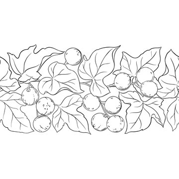 Kukui Branch with Flowers, Nuts and Leaves Outline Horizontal Seamless Pattern. Organic natural nutritional healthy food ingredient, vegetarian diet product. Vector isolated for design or decoration.