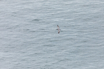 A brown pelican gliding over the rippled ocean surface with wings spread wide, searching for fish above the Pacific Ocean waters near Cape Falcon, Oregon Coast, USA. Wildlife birdwatching scenery