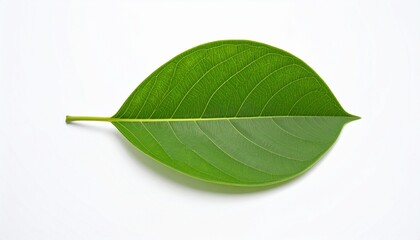 green leaf on a white background