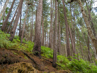 Serene pine forest on a green hillside