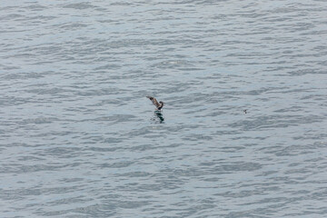 A brown pelican gliding over the rippled ocean surface with wings spread wide, searching for fish above the Pacific Ocean waters near Cape Falcon, Oregon Coast, USA. Wildlife birdwatching scenery
