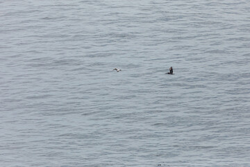 A brown pelican gliding over the rippled ocean surface with wings spread wide, searching for fish above the Pacific Ocean waters near Cape Falcon, Oregon Coast, USA. Wildlife birdwatching scenery