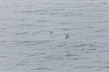 A brown pelican gliding over the rippled ocean surface with wings spread wide, searching for fish above the Pacific Ocean waters near Cape Falcon, Oregon Coast, USA. Wildlife birdwatching scenery