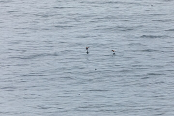 A brown pelican gliding over the rippled ocean surface with wings spread wide, searching for fish above the Pacific Ocean waters near Cape Falcon, Oregon Coast, USA. Wildlife birdwatching scenery