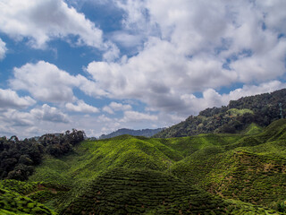 Scenic tea plantation landscape in lush green hills