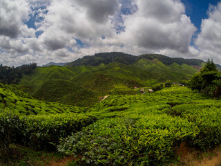 Fototapeta premium Lush green tea plantation on rolling hills