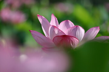 Fototapeta premium 神聖な花