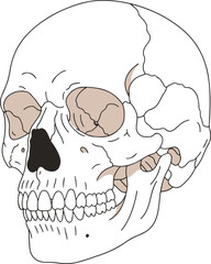 A detailed pixel art rendering of a human skull, presented in a three-quarter view