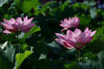 Obraz premium 神聖な花