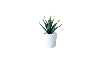 green aloe  plant in a pot isolate on white background