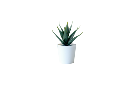 green aloe plant in a pot isolate on white background - Powered by Adobe