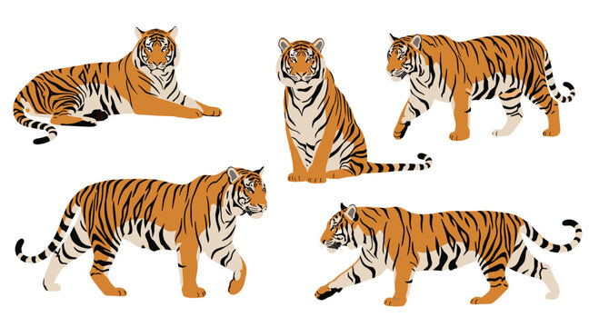 Majestic big cats majestic tigers in various poses and elegant stances illustrating their natural grace