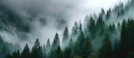 Misty mountain forest (3)