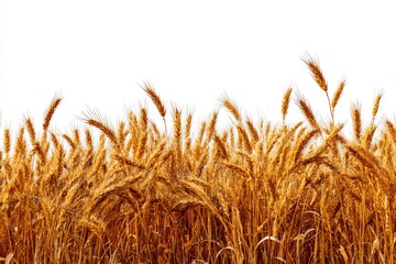 Golden wheat field border against white background