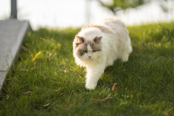 cat on the grass