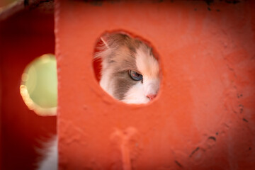 cat in a cage