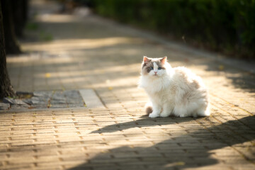 Obraz premium white cat on the street
