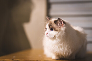 cat in a box
