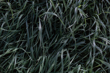grass in the evening on the meadow