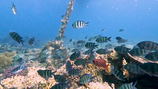 Stunning tropical coral reef scenery with shoals of sergeant major fish Abudefduf saxatilis pintano swimming on shipwreck in Red Sea Egypt