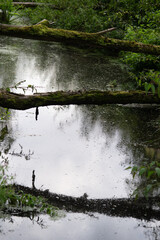 old trees fallen across the stream, old trees fallen across the river