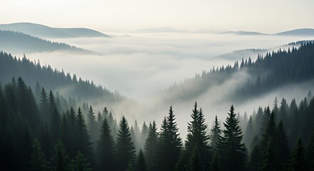 Misty Forest Landscape with Dense Green Pine Trees and Foggy Mountain View