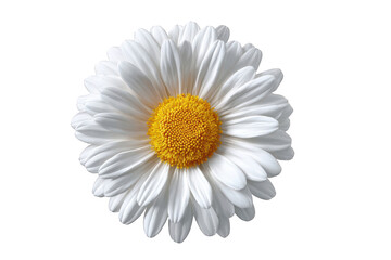 Close-up of a single white daisy