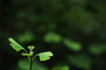 イチョウの若葉