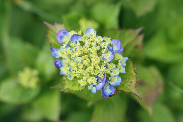咲きはじめの紫陽花
