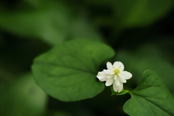 一輪だけの八重咲のドクダミの花
