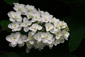 満開のカシワバアジサイ